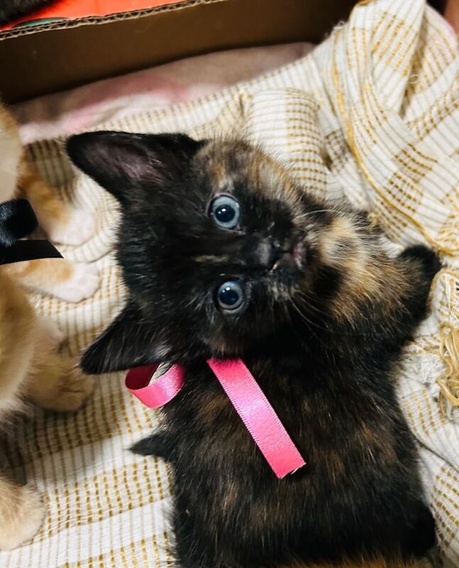 Cutie 🥰 Ginger/Maine Coon/Tabby Kitten Rehoming for sale in High Wycombe, Buckinghamshire