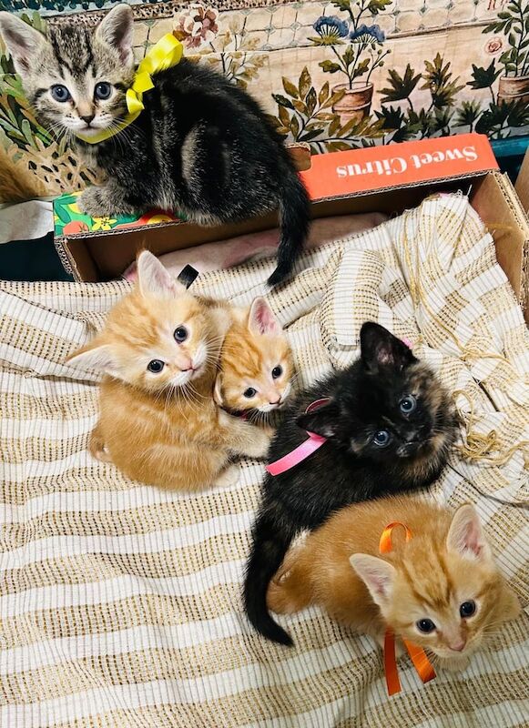 Maine Coon kittens for sale in High Wycombe, Buckinghamshire – 8 months old - Image 2 of 3