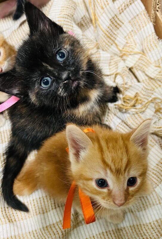 Maine Coon kittens for sale in High Wycombe, Buckinghamshire – 8 months old - Image 3 of 3