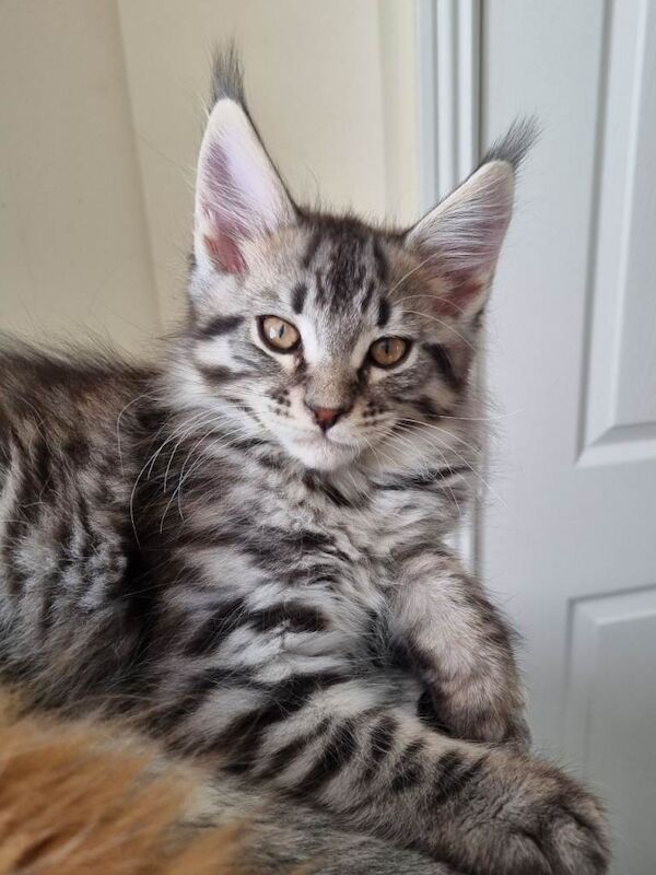 Maine Coon Kittens For Sale