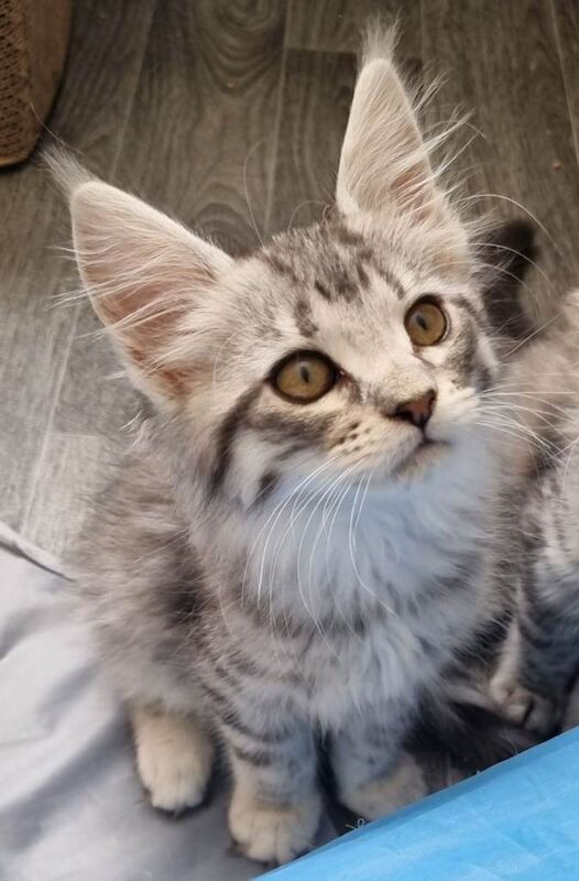 Exceptional GCCF maine coon black silver and torbie litter - Image 2 of 6