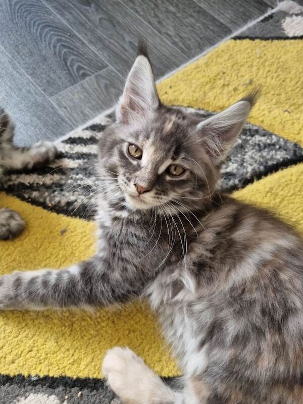 Exceptional GCCF maine coon black silver and torbie litter - Image 3 of 6