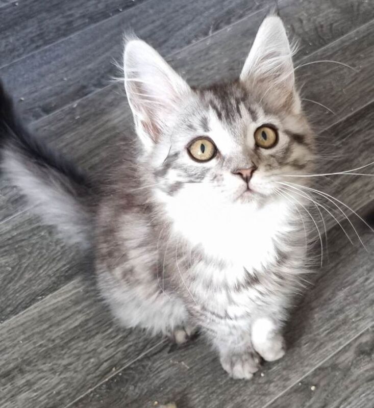 Exceptional GCCF maine coon black silver and torbie litter - Image 4 of 6