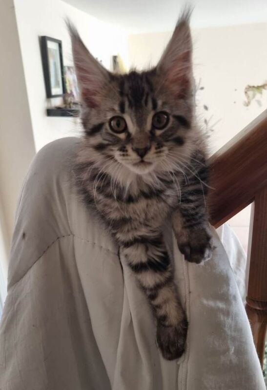 Exceptional GCCF maine coon black silver and torbie litter - Image 5 of 6