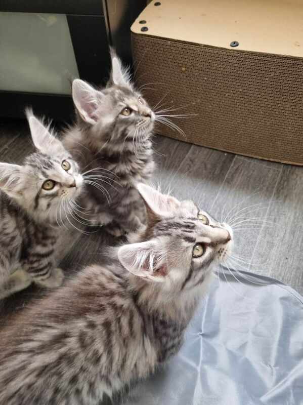 Exceptional GCCF maine coon black silver and torbie litter - Image 6 of 6