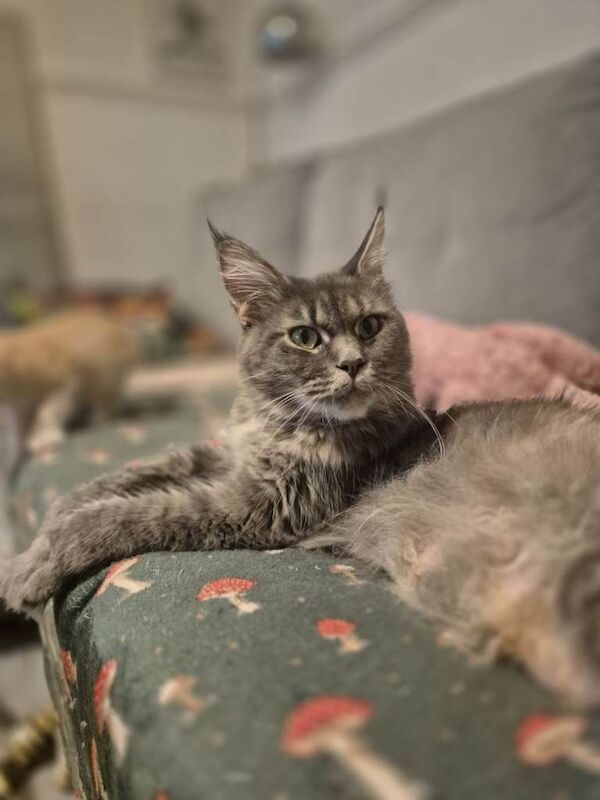 Exceptional Maine Coon Sisters – Storm & COCO BOTH RESERVED - Image 2 of 6