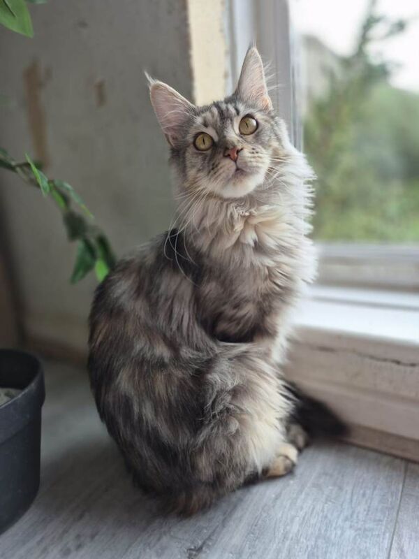 Exceptional Maine Coon Sisters – Storm & COCO BOTH RESERVED - Image 3 of 6