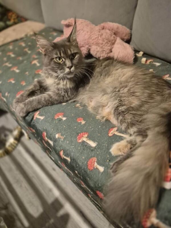 Exceptional Maine Coon Sisters – Storm & COCO BOTH RESERVED - Image 4 of 6