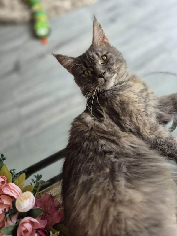 Exceptional Maine Coon Sisters – Storm & COCO BOTH RESERVED - Image 5 of 6