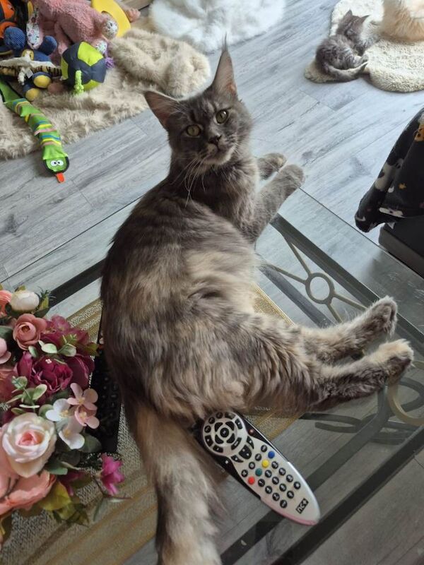 Exceptional Maine Coon Sisters – Storm & COCO BOTH RESERVED - Image 6 of 6