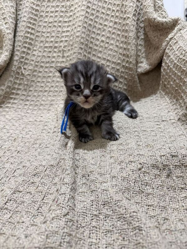 Exceptional Smoke / classic MAINCOON kittens