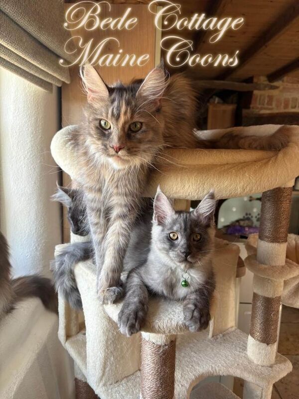 Exceptional TICA Registered Maine Coon Kittens Health Tested Family Raised Lifetime Support