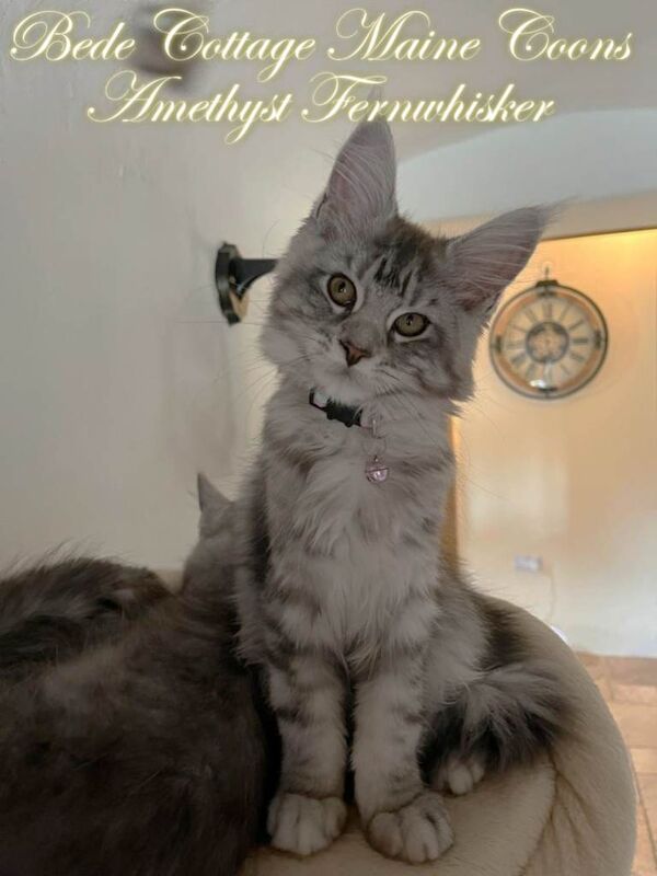 Exceptional TICA Registered Maine Coon Kittens Health Tested Family Raised Lifetime Support - Image 2 of 5
