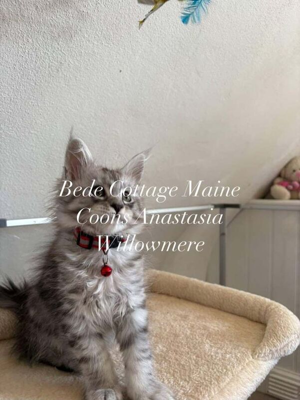 Exceptional TICA Registered Maine Coon Kittens Health Tested Family Raised Lifetime Support - Image 3 of 5
