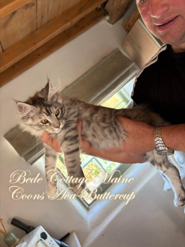 Exceptional TICA Registered Maine Coon Kittens Health Tested Family Raised Lifetime Support - Image 4 of 5