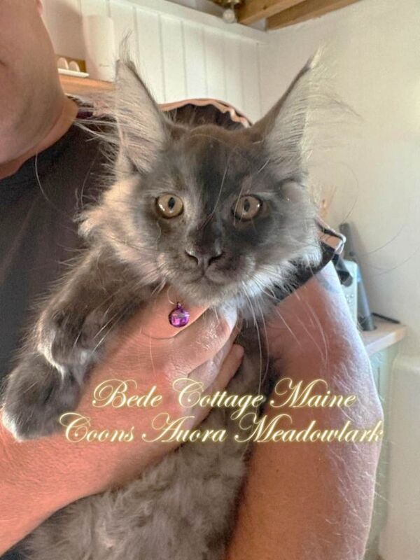 Exceptional TICA Registered Maine Coon Kittens Health Tested Family Raised Lifetime Support - Image 5 of 5