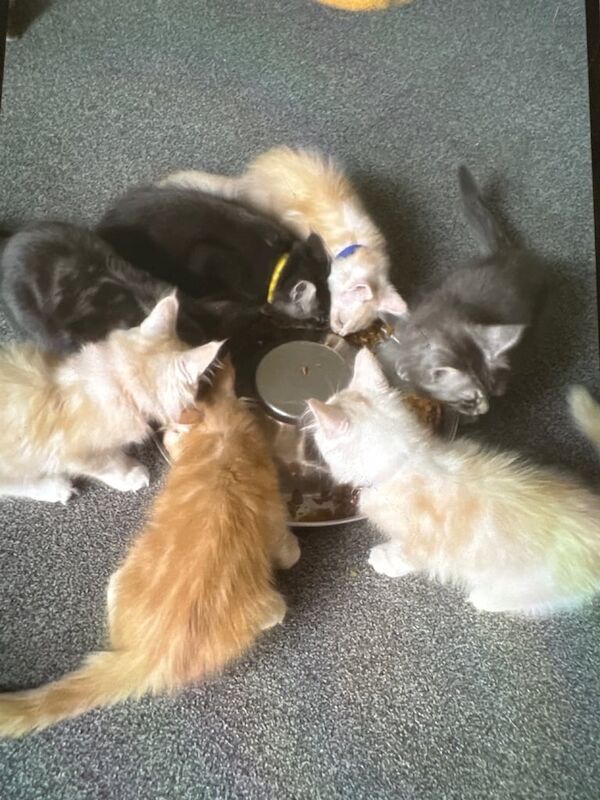 Fantastic Pedigree Maine Coon Kittens - Image 2 of 3