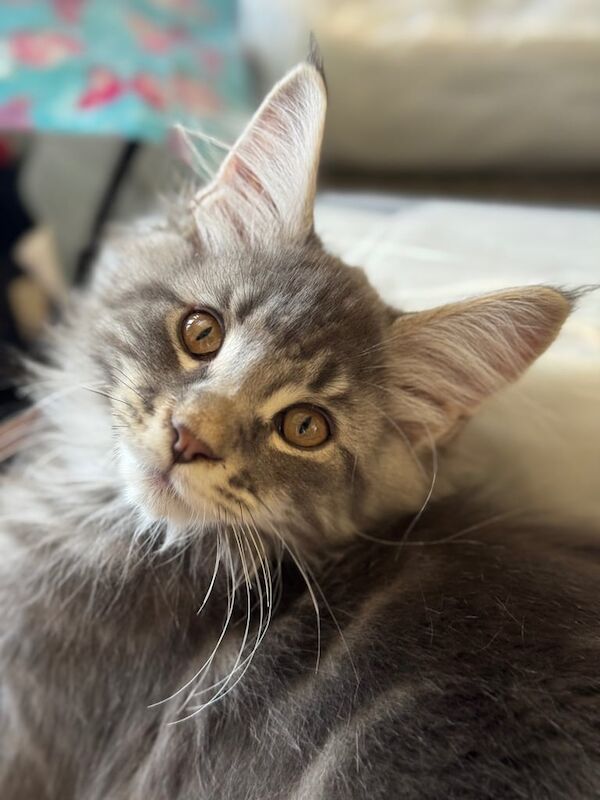 Fantastic Pedigree Maine Coon Kittens - Image 3 of 3
