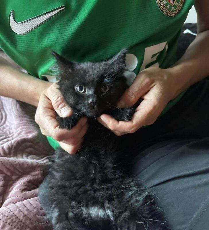 Female Black British Shorthair and Maine Coon/Russian Blue Mix Kitten Looking for a Loving Home