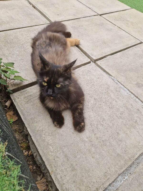 Maine Coon kittens for sale in Dagenham, Greater London – 1 year old