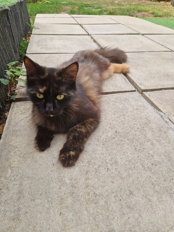 Maine Coon kittens for sale in Dagenham, Greater London – 1 year old - Image 2 of 3