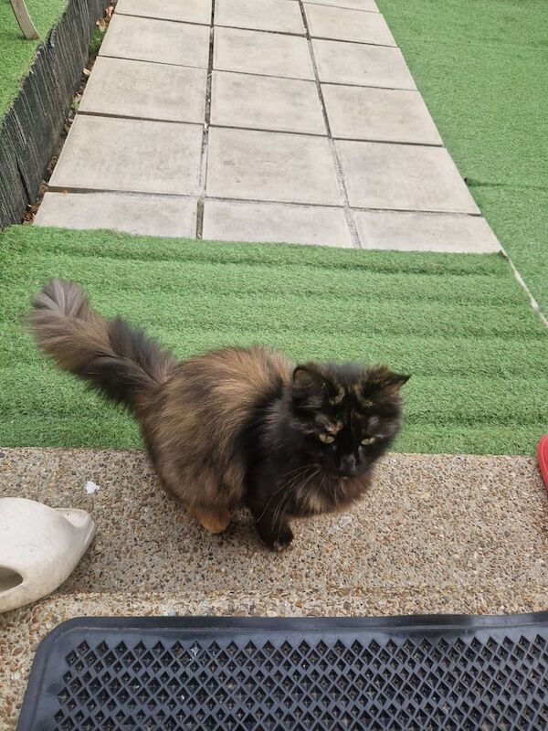Maine Coon kittens for sale in Dagenham, Greater London – 1 year old - Image 3 of 3