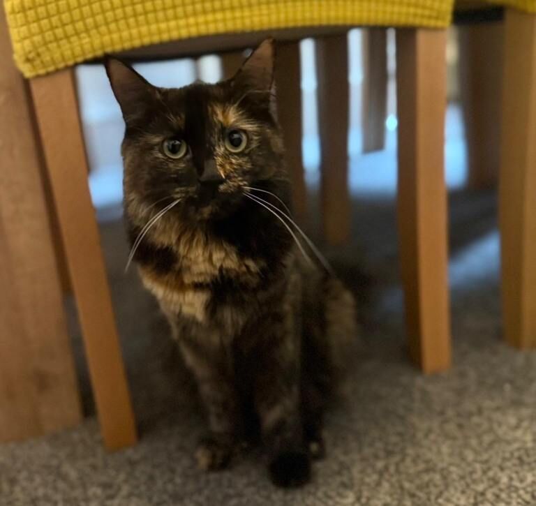Female cat