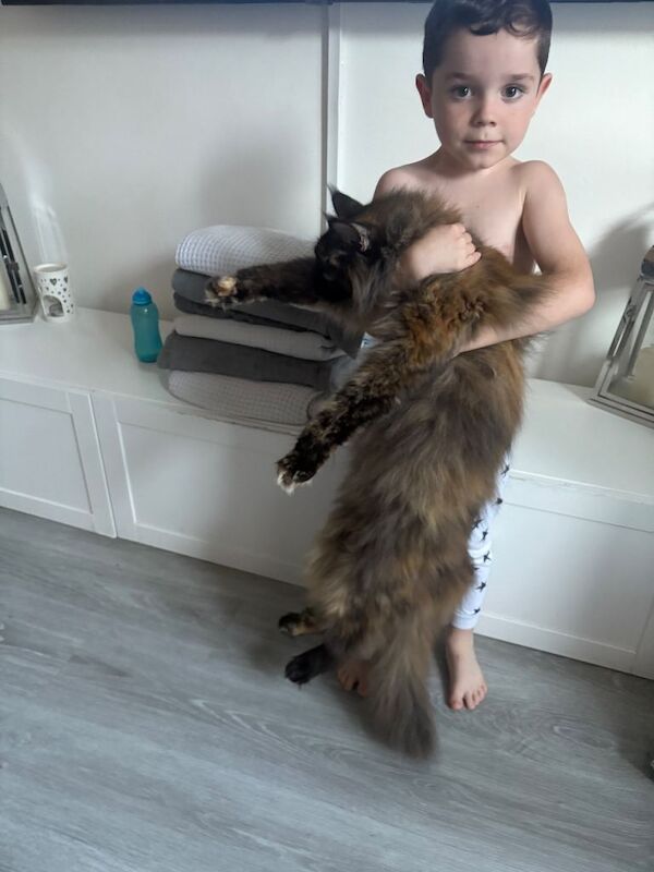 Maine Coon kittens for sale in Willesden, Greater London – 2 years old