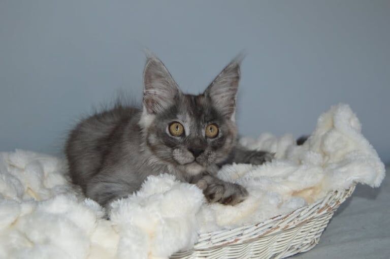 Maine Coon kittens for sale in Poole, Dorset – 3 months old