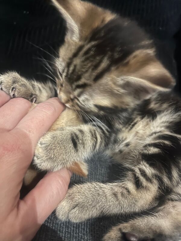 Female kitten for sale in Oxford, Oxfordshire - Image 2