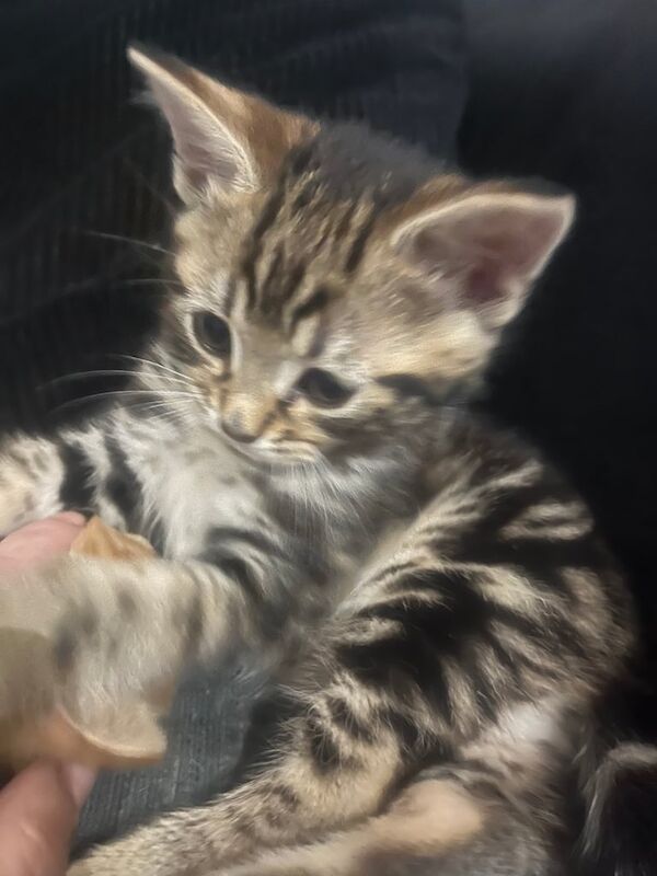Female kitten for sale in Oxford, Oxfordshire - Image 3