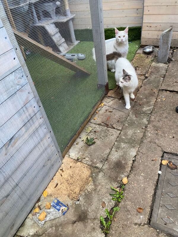 Female Maincoon for sale in Nottingham, Nottinghamshire | Image 4