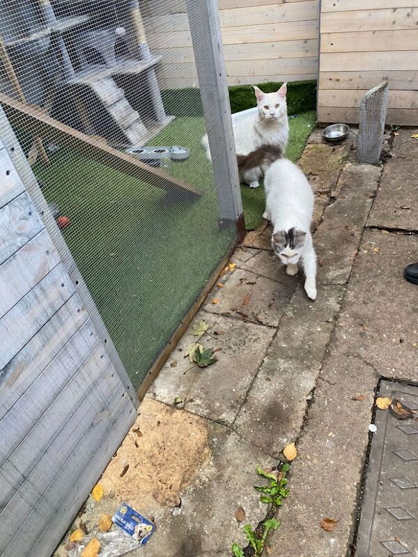 Maine Coon kittens for sale in Nottingham, Nottinghamshire – 1 year old - Image 7 of 12