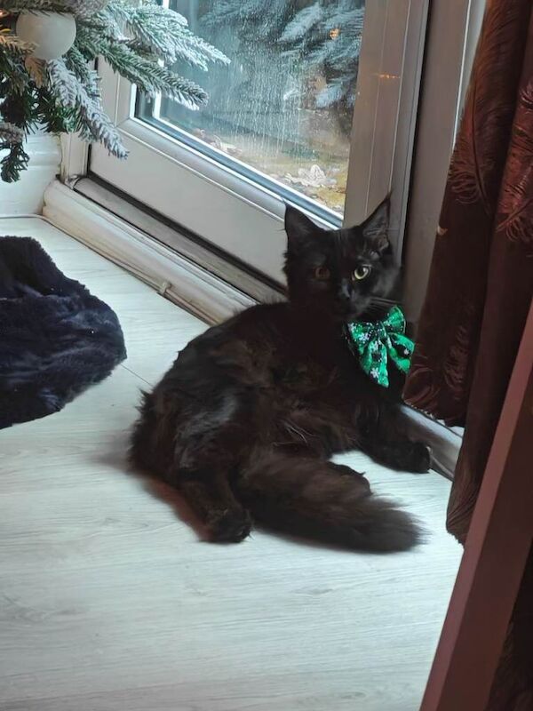 Maine Coon kittens for sale in Ketley, Shropshire – 9 months old