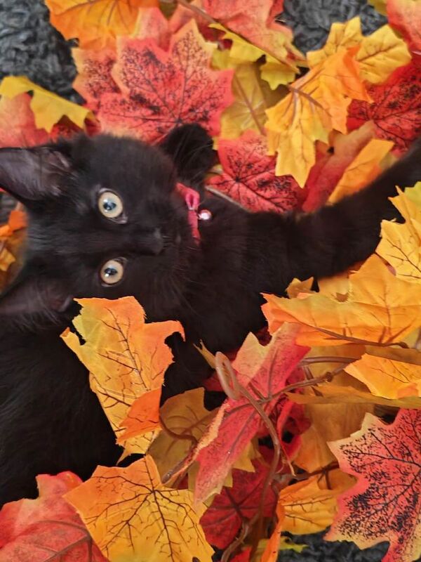 Maine Coon kittens for sale in Ketley, Shropshire – 8 months old - Image 2 of 3