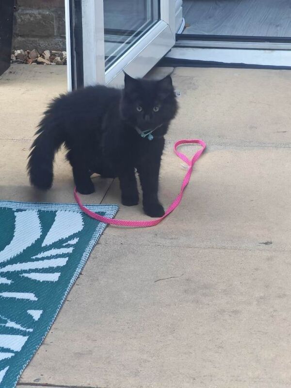 Maine Coon kittens for sale in Ketley, Shropshire – 8 months old - Image 3 of 3