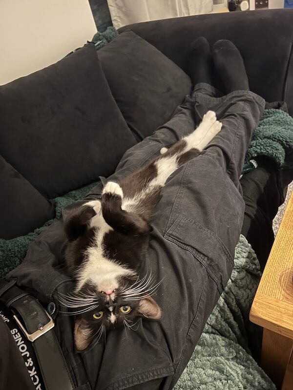 Maine Coon kittens for sale in Ilkeston, Derbyshire – 9 months old - Image 2 of 3