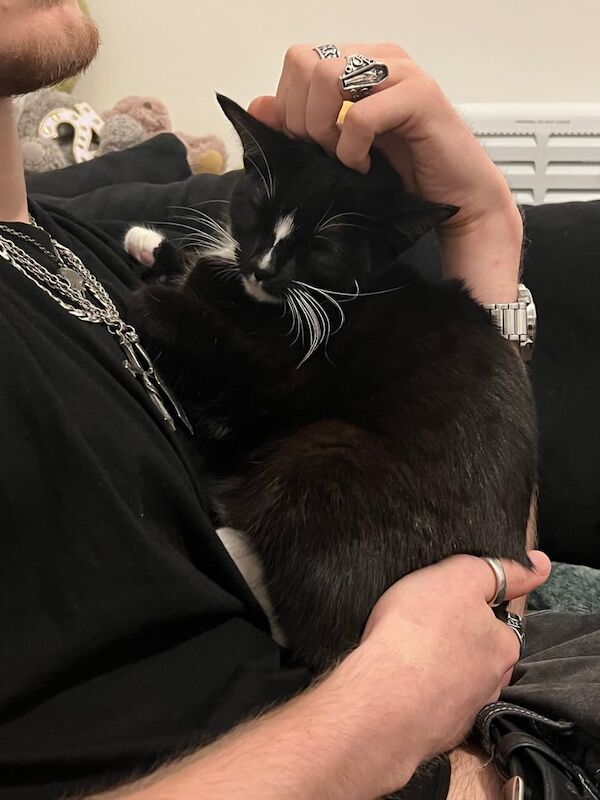 Maine Coon kittens for sale in Ilkeston, Derbyshire – 9 months old - Image 3 of 3