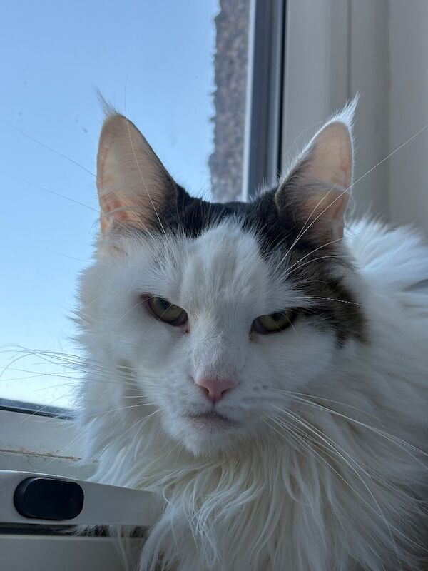 Female Maine coon