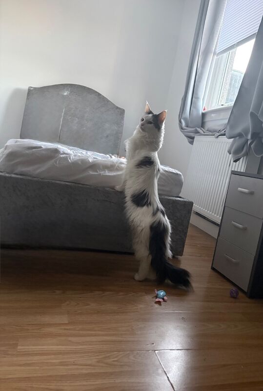Female Maine coon - Image 2 of 5