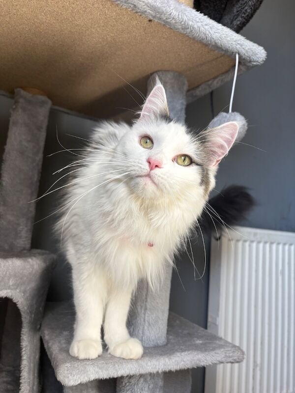 Female Maine coon - Image 3 of 5