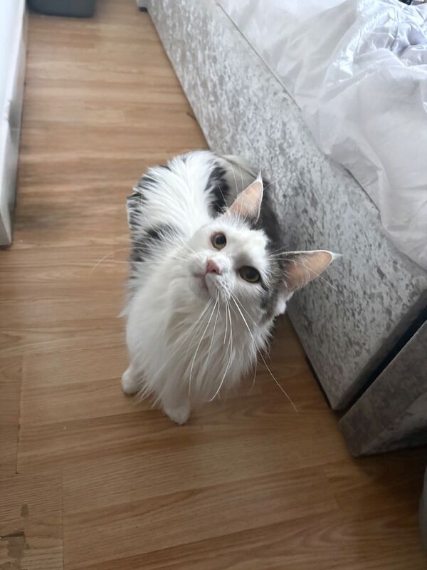 Female Maine coon - Image 4 of 5