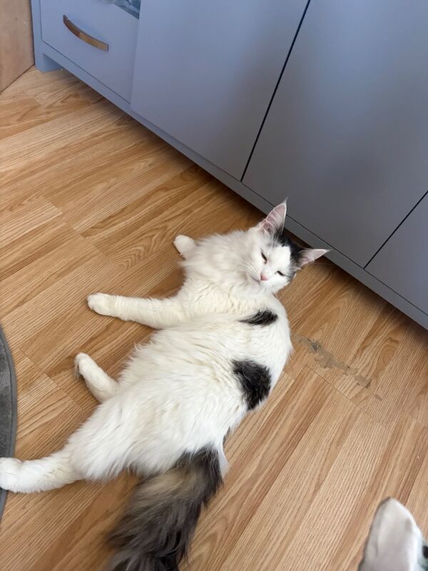 Female Maine coon - Image 5 of 5