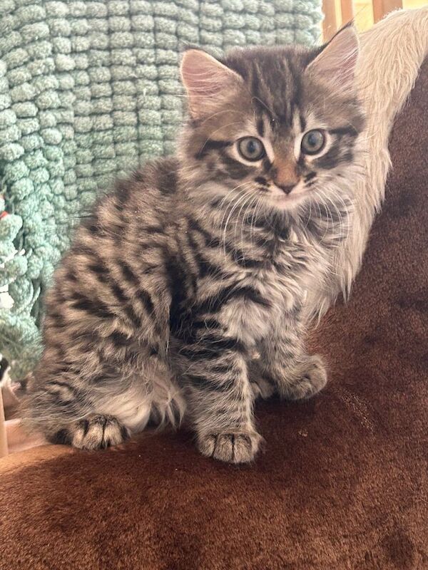 Maine Coon Kittens For Sale