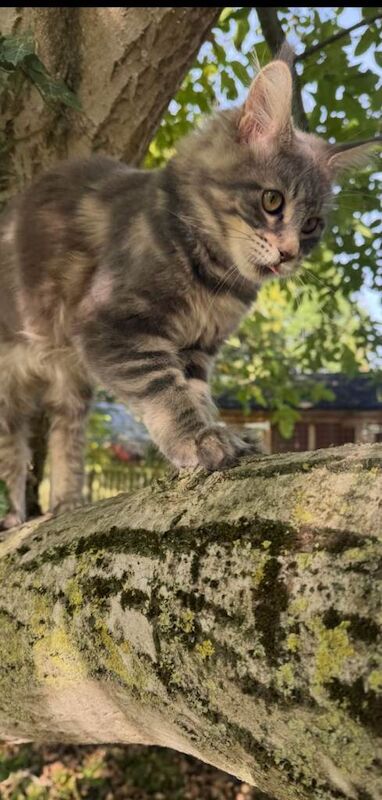 Maine Coon kittens for sale in Ipswich, Suffolk – 7 months old - Image 2 of 3