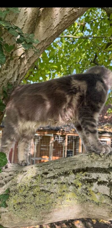 Maine Coon kittens for sale in Ipswich, Suffolk – 7 months old - Image 3 of 3