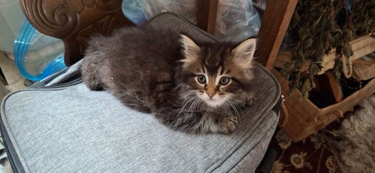 Female maine coon kittens