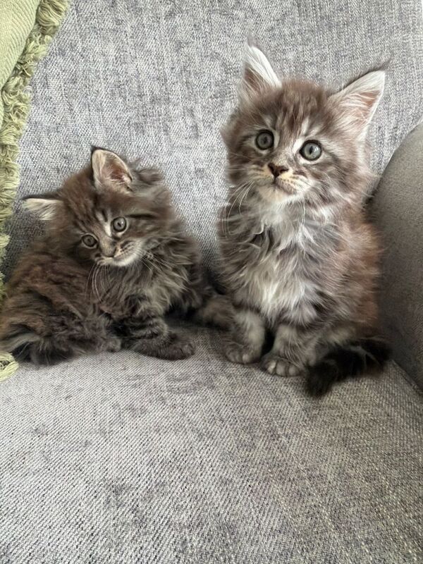 Maine Coon Kittens For Sale