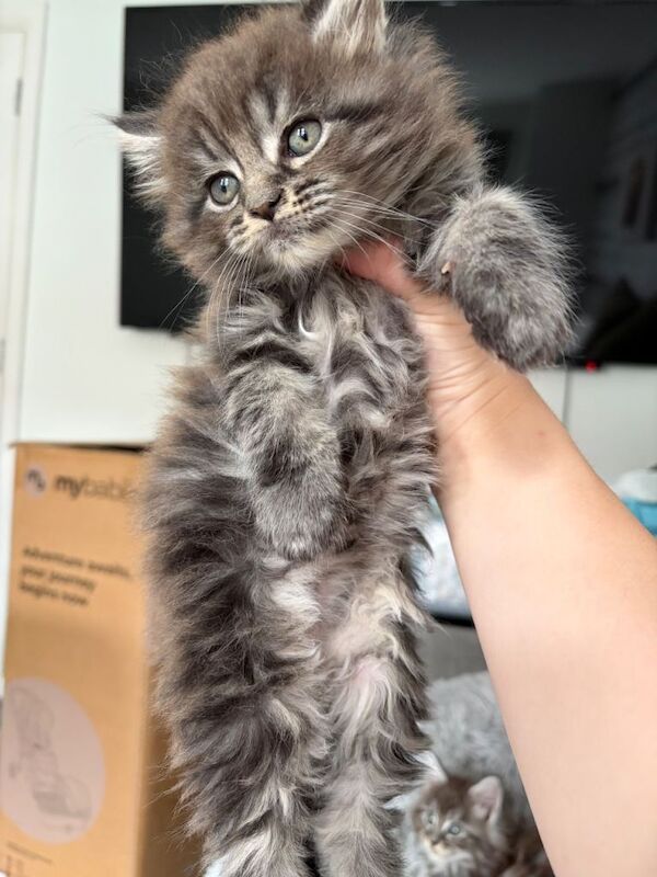 female Maine coon kittens - Image 2 of 5