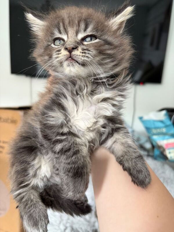 female Maine coon kittens - Image 3 of 5